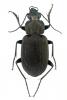 Chlaenius tristis